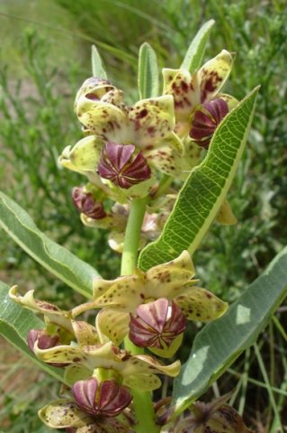 Pachycarpus
